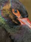 Black Stork. Hellabrunn Zoo in Munich, Germany, Bavaria Art Print